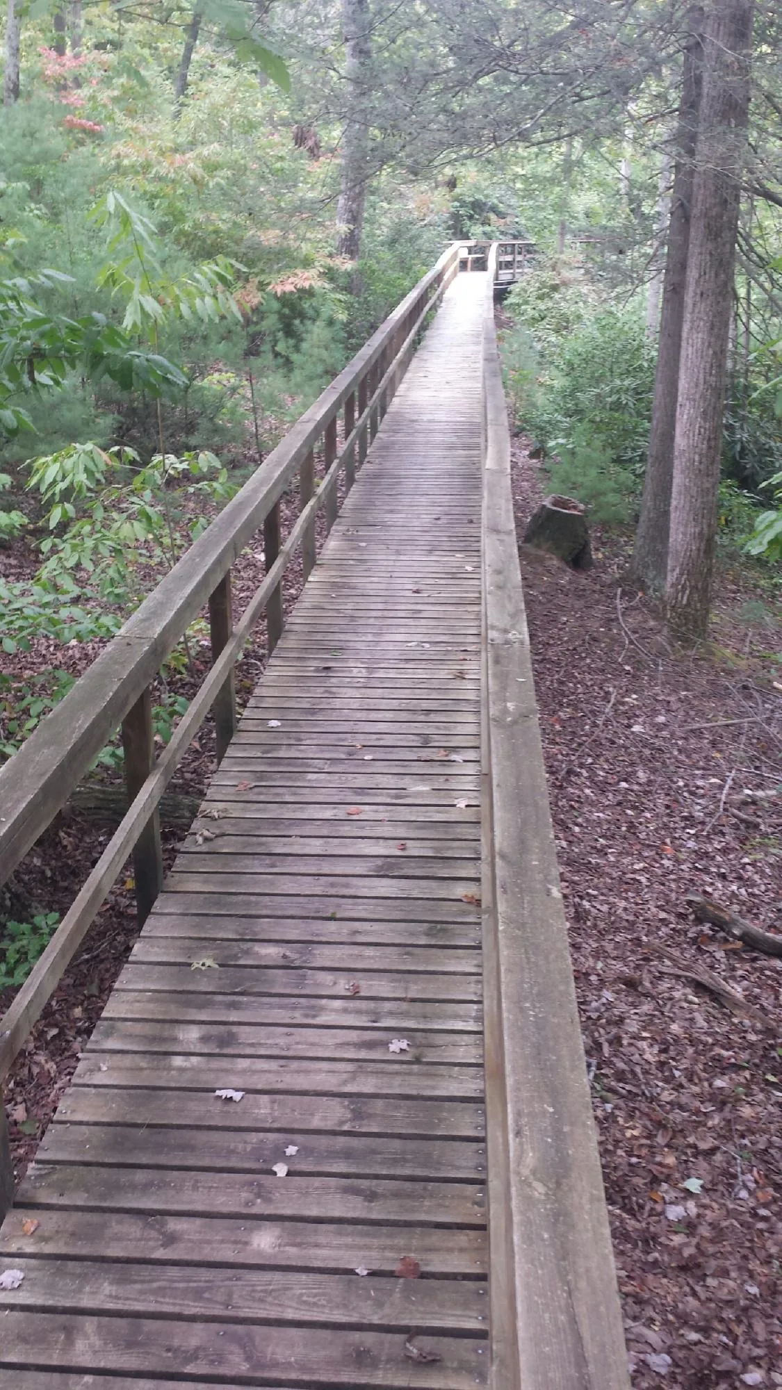 Long wood walkway with handrails built through the woods in Sandusky